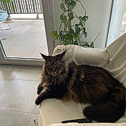 Ramses a rejoint le concours — aidez-le/la à gagner de superbes lots ! armchair, brown, cat, cozy, cream, domestic, door, floor, fluffy, furniture, home, indoor, leafy, natural_light, pet, plant, relaxed, resting, tile, window