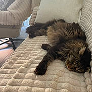 Ramses participe au concours pour gagner de l'argent avec cette photo : animal, blanket, cat, comfort, couch, cozy, cute, daylight, fluffy, fur, furniture, home, indoor, pet, relaxing, resting, sleeping, soft, tabby, whiskers