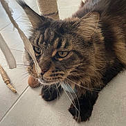 Ramses a rejoint le concours — aidez-le/la à gagner de superbes lots ! animal, black, brown, cat, close_up, curious, ears, feline, floor, fluffy, fur, indoor, paws, pet, playful, scratching_post, string, striped, tabby, whiskers