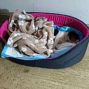 Tinky a rejoint le concours — aidez-le/la à gagner de superbes lots ! puppy, dog, pet_bed, blanket, sleeping, indoor, cozy, floor, paw_prints, resting, cute, small_dog, fur, animal, home, comfort, quiet, peaceful, blanket_pattern, relaxation