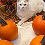animal, autumn, cat, cozy, cute, decorative, fall_decor, fur, holiday, indoor, leaf_pattern, orange, pet, pumpkin, relaxed, resting, seasonal, still_life, table, white_cat