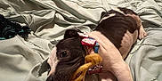 Bailey joined the competition — help win amazing prizes! bed, black_and_white, blanket, chewing, collar, cozy, dog, dresser, flag, furniture, indoor, laundry_basket, mirror, orange_wall, pet, playful, puppy, room, toy, wooden