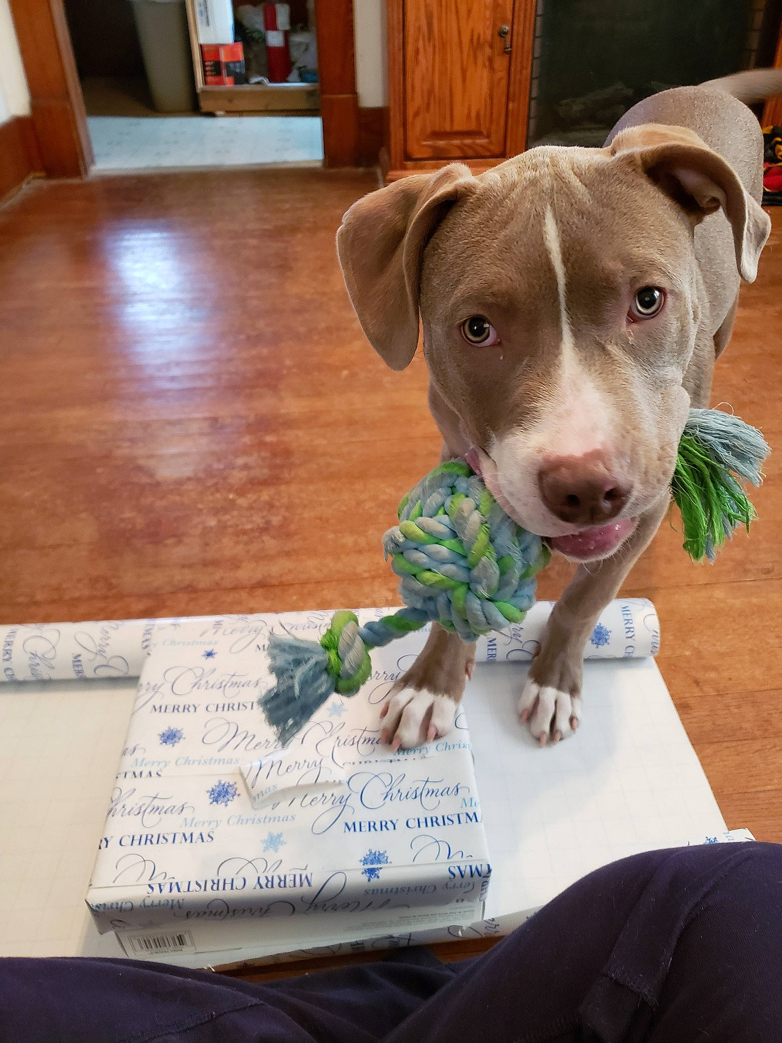 Nico joined the competition — help win amazing prizes! american_pit_bull_terrier, canidae, carnivore, catahoula_bulldog, companion_dog, dog, dog_breed, fawn, mammal, non_sporting_group, pit_bull, snout, sporting_group