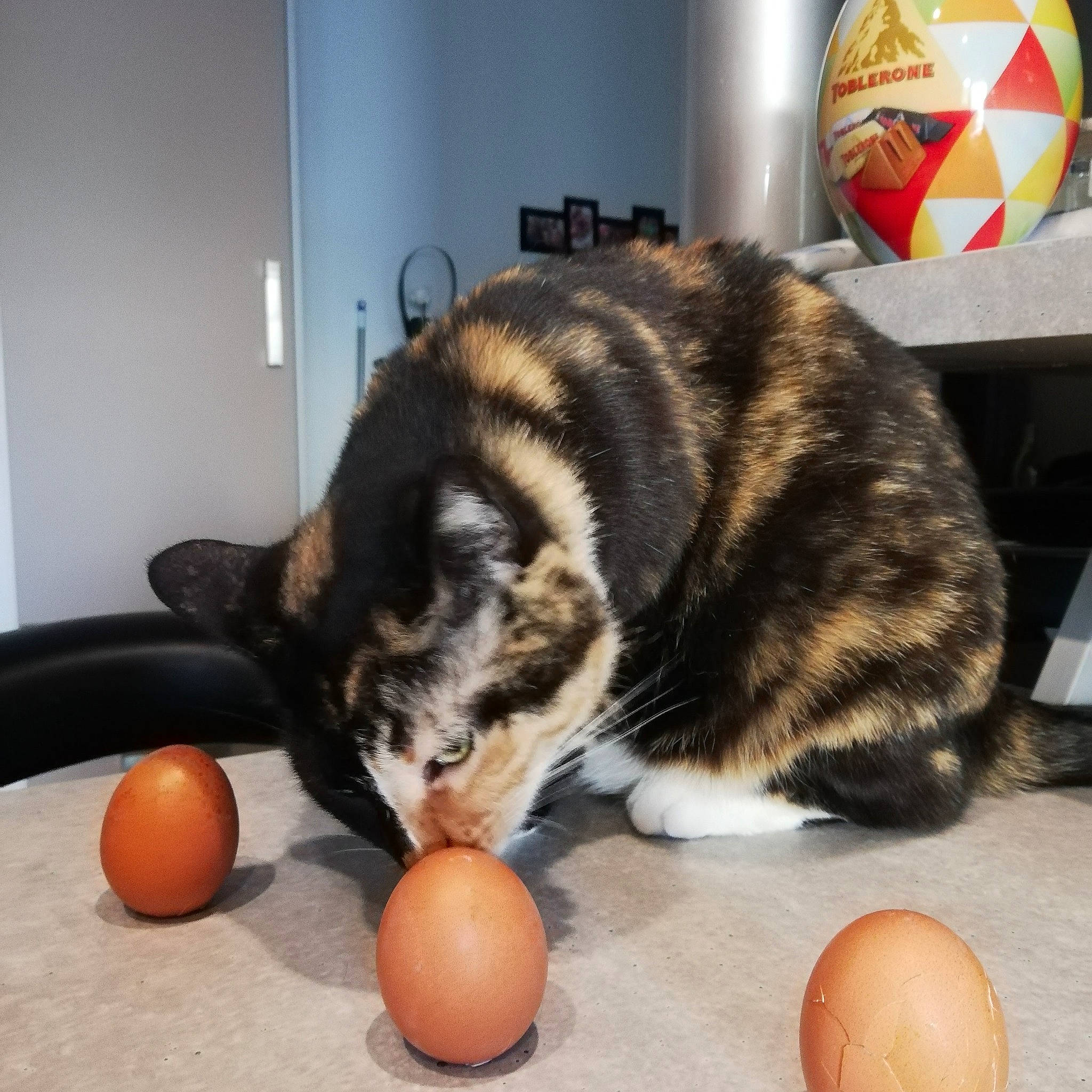 Deep Sea a rejoint le concours — aidez-le/la à gagner de superbes lots ! american_shorthair, asian, carnivore, cat, domestic_short_haired_cat, european_shorthair, felidae, fur, kitten, paw, small_to_medium_sized_cats, tabby_cat, whiskers