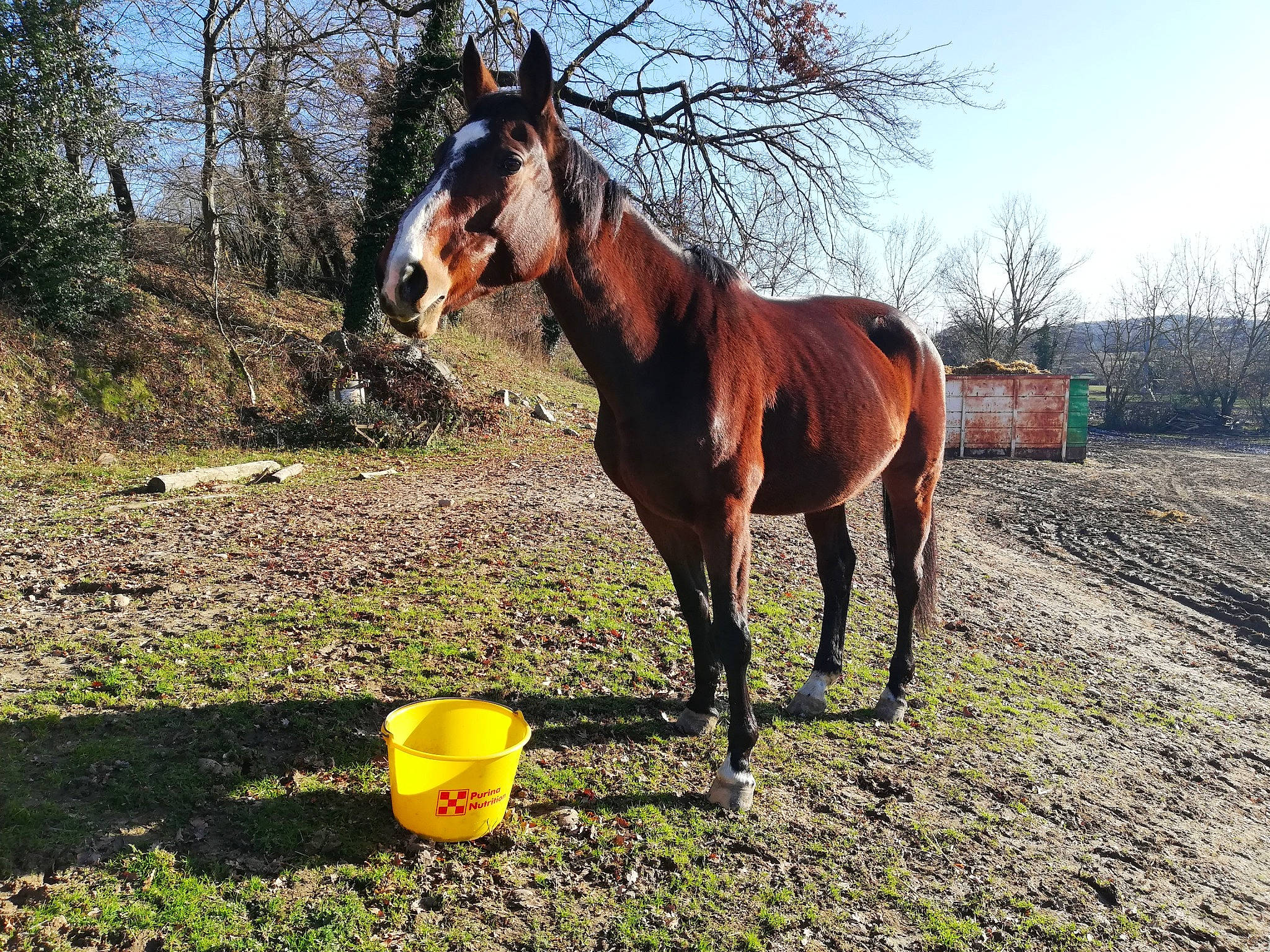 Uxhanna a rejoint le concours — aidez-le/la à gagner de superbes lots ! foal, grass, horse, landscape, livestock, mane, mare, mustang_horse, pack_animal, pasture, plant, sky, sorrel, stallion, tree, wildlife