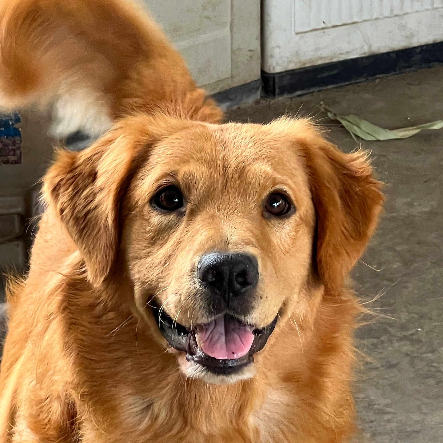 Puka is registered to the contest to win money with this photo: animal, bodypart, canine, dog, goldenretriever, mouth, person, pet, puppy, tongue