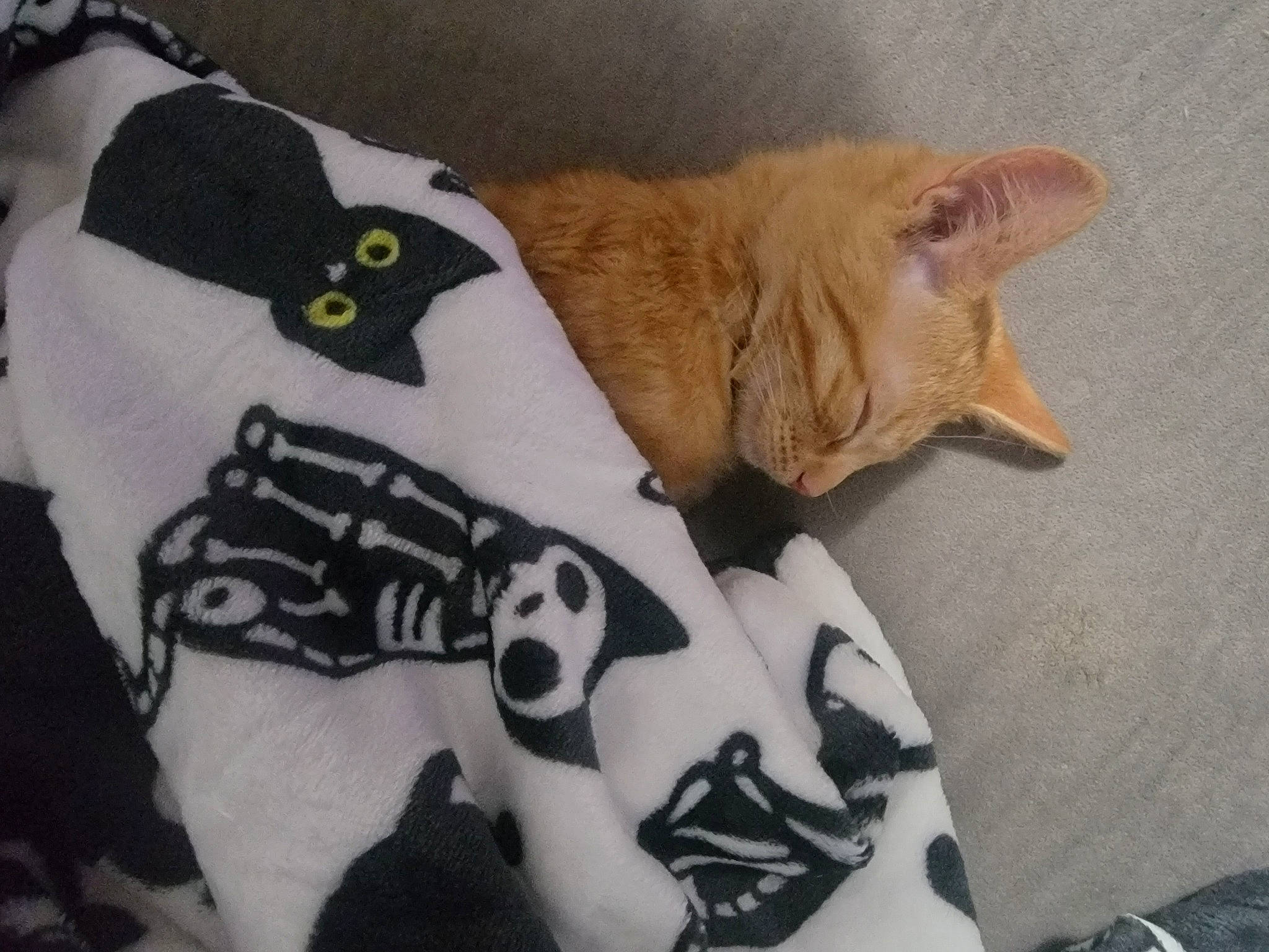 Grizzly joined the competition — help win amazing prizes! carnivore, cat, cat_supply, claw, comfort, couch, domestic_short_haired_cat, fawn, felidae, flooring, fur, linens, nap, pattern, paw, small_to_medium_sized_cats, snout, tail, whiskers