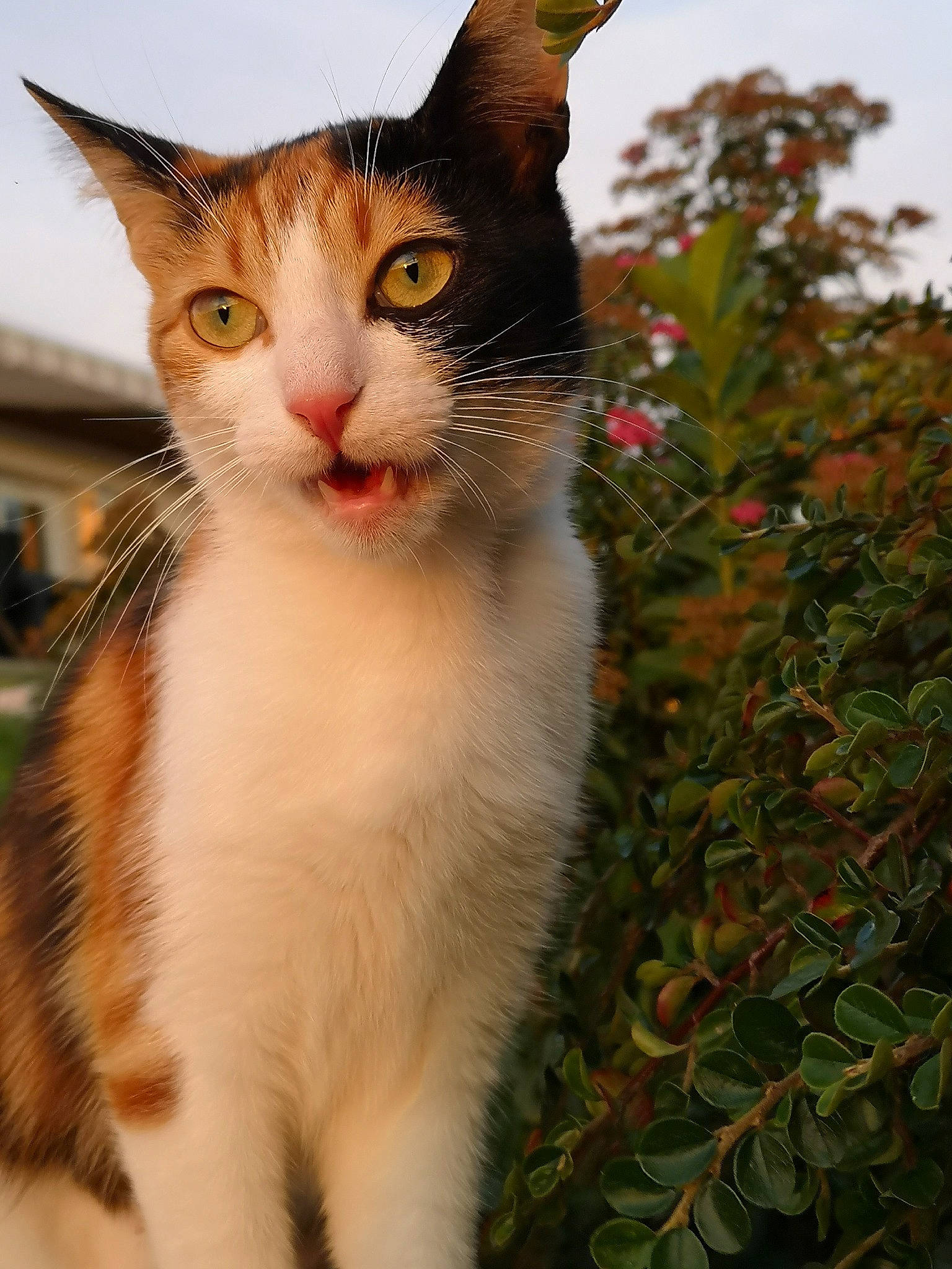 Poppy participe au concours pour gagner de l'argent avec cette photo : carnivore, cat, domestic_short_haired_cat, eye, fawn, felidae, fur, grass, paw, plant, sky, small_to_medium_sized_cats, snout, tail, terrestrial_animal, tree, whiskers, wildlife, window