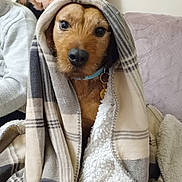 Ti'Tje a rejoint le concours — aidez-le/la à gagner de superbes lots ! dog, blanket, plaid, sherpa, couch, pillow, floral, indoor, pet, cozy, brown_dog, collar, sitting, wrapped, warm, furry, domestic_animal, relaxed, household, comfort