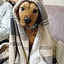 dog, blanket, plaid, sherpa, couch, pillow, floral, indoor, pet, cozy, brown_dog, collar, sitting, wrapped, warm, furry, domestic_animal, relaxed, household, comfort
