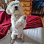 Biscotte participe au concours pour gagner de l'argent avec cette photo : animal, bed, blanket, chair, cozy, curious, dog, dresser, fur, furniture, home, houseplant, indoor, pet, red_blanket, room, standing, television, white_dog, wooden_furniture