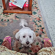 Biscotte participe au concours pour gagner de l'argent avec cette photo : blur, books, carpet, colorful, cute, dog, feet, floor_tiles, floral_pattern, home, indoor, looking_up, person, pet, playful, skirt, slippers, tail_wagging, white_dog, wooden_table