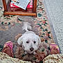 blur, books, carpet, colorful, cute, dog, feet, floor_tiles, floral_pattern, home, indoor, looking_up, person, pet, playful, skirt, slippers, tail_wagging, white_dog, wooden_table