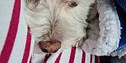Biscotte a rejoint le concours — aidez-le/la à gagner de superbes lots ! animal, blanket, close_up, comfort, cozy, cute, dog, face, fur, indoor, nose, pet, relaxed, resting, sleepy, snug, soft_texture, striped_fabric, warm, white_fur
