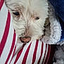 animal, blanket, close_up, comfort, cozy, cute, dog, face, fur, indoor, nose, pet, relaxed, resting, sleepy, snug, soft_texture, striped_fabric, warm, white_fur