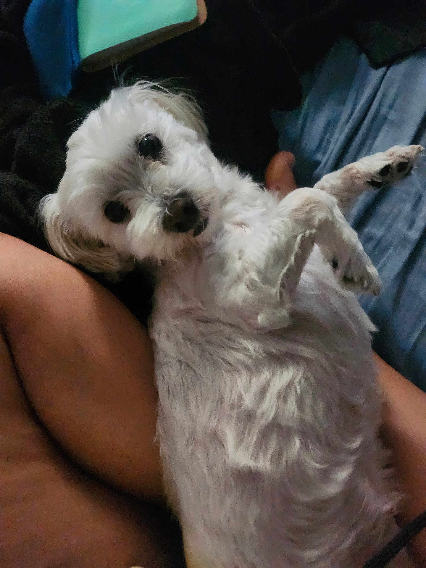 Biscotte participe au concours pour gagner de l'argent avec cette photo : dog, white_dog, pet, fluffy, lap, person, indoor, relaxed, cute, looking_up, small_dog, fur, companion, animal, resting, cozy, closeup, domestic, friendly, cute_pet