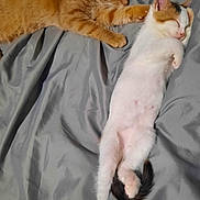 Toby joined the competition — help win amazing prizes! cat, kitten, orange_cat, calico_kitten, sleeping, bed, blanket, paw, fur, whiskers, tail, ear, collar, indoor, pet, sibling, cozy, napping, bedroom, snuggling