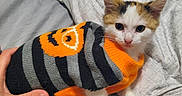 Nala is registered to the contest to win money with this photo: bed, black, blanket, calico, cat, clothing, cute, eyes, gray, hand, human_hand, indoors, kitten, orange, paws, pet, portrait, striped_sweater, sweater, white_fur