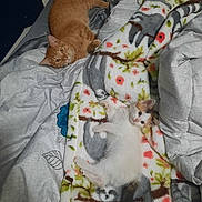 Nala is registered to the contest to win money with this photo: bed, bedroom, blanket, calico_cat, cat, companionship, cozy, curious, domestic_animal, fabric, floral_pattern, fur, ginger_cat, indoor, kitten, looking_at_camera, paws, pet, resting, sleepy