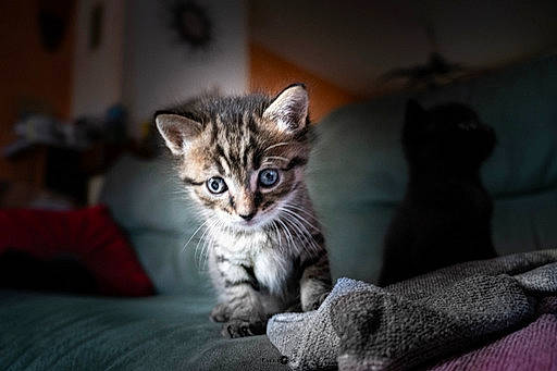 Odin participe au concours pour gagner de l'argent avec cette photo : carnivore, cat, claw, comfort, darkness, domestic_short_haired_cat, eye, felidae, fur, grey, paw, sitting, small_to_medium_sized_cats, snout, tail, terrestrial_animal, whiskers, wildlife