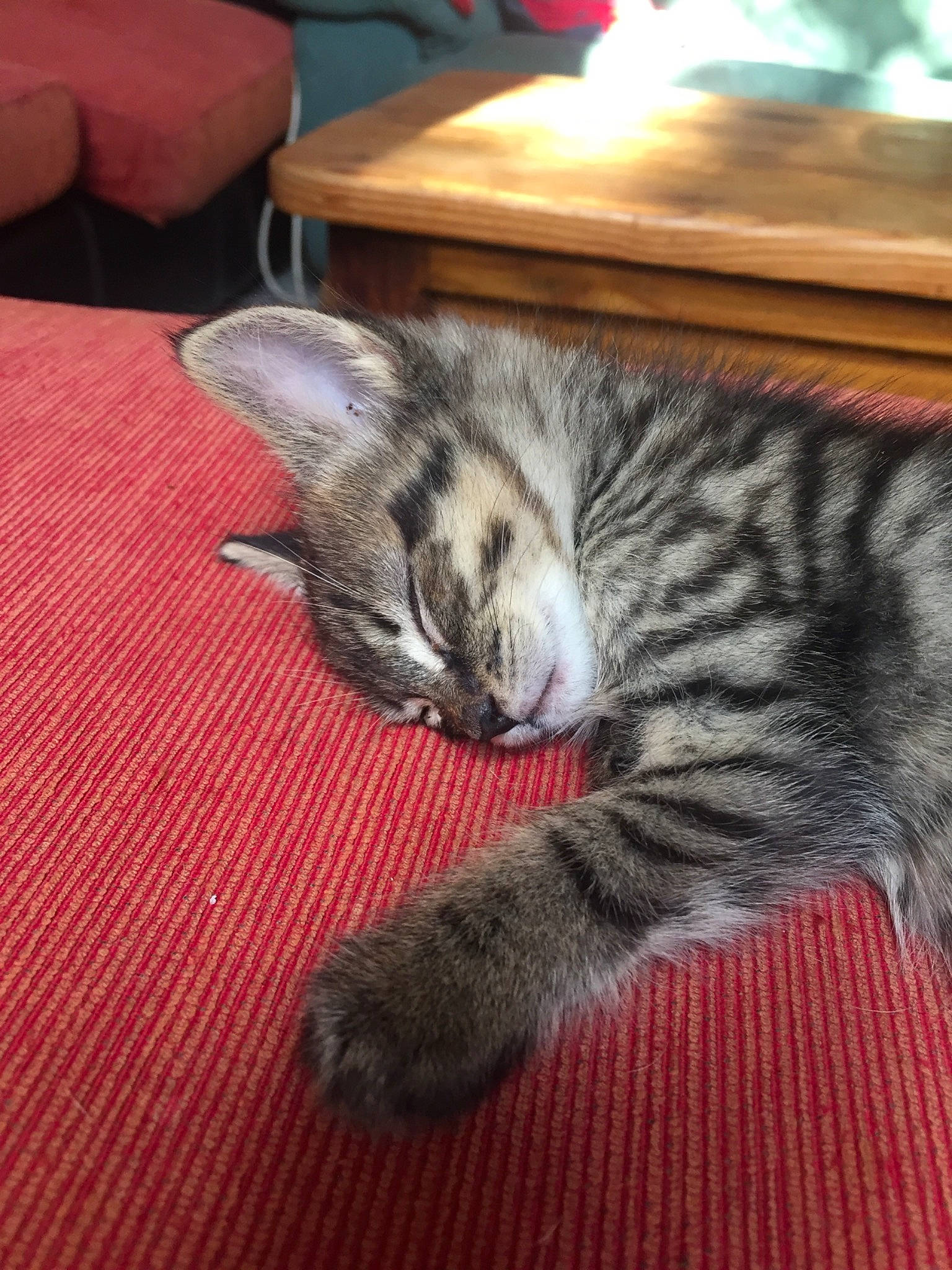 Odin participe au concours pour gagner de l'argent avec cette photo : carnivore, cat, claw, comfort, domestic_short_haired_cat, felidae, flooring, foot, fur, grey, hardwood, paw, small_to_medium_sized_cats, snout, tail, terrestrial_animal, whiskers, wood