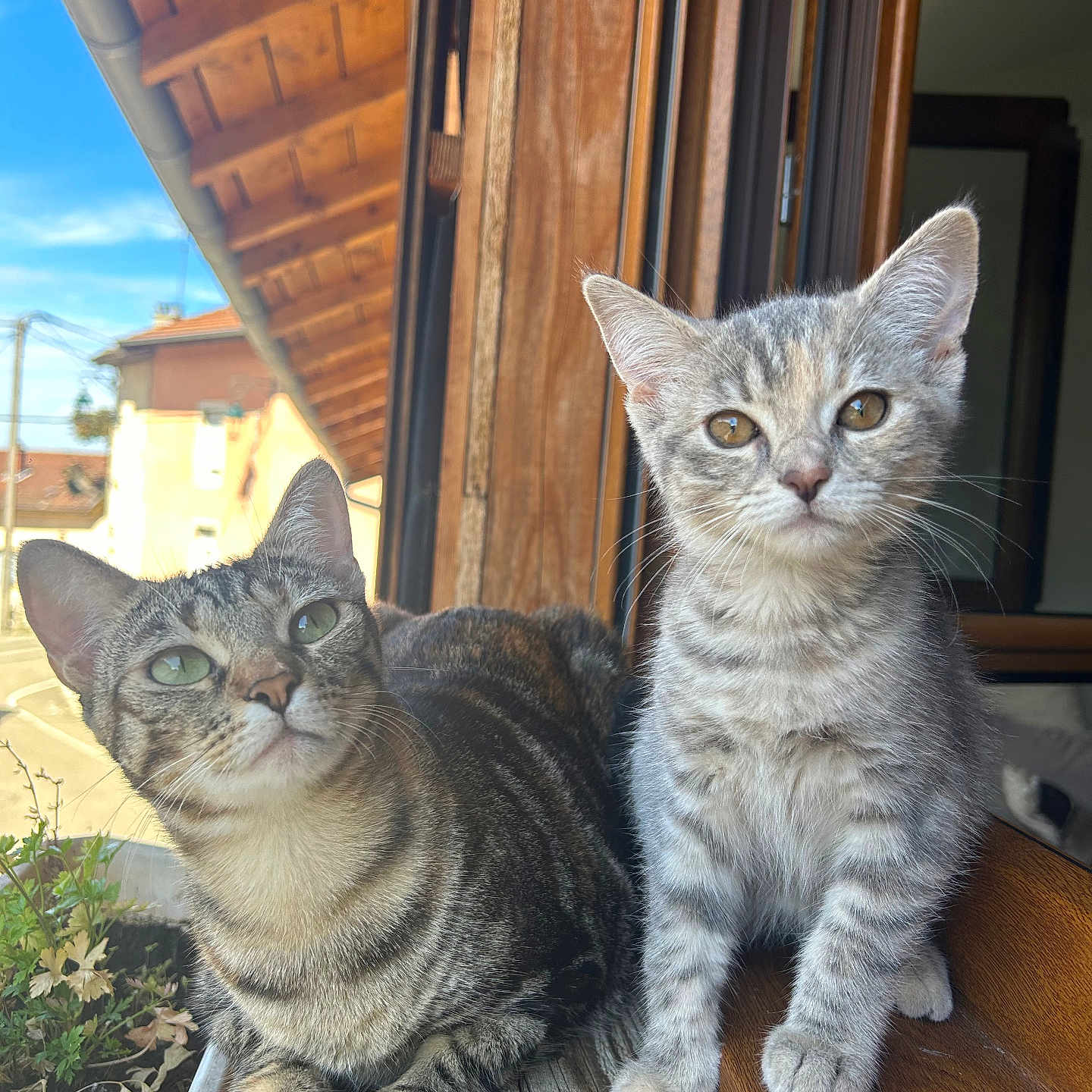 Louna Vanille participe au concours pour gagner de l'argent avec cette photo : abyssinian, accessories, animal, architecture, building, cat, door, handrail, hardwood, house, housing, kitten, manx, pet, plywood, porch, shelf, siamese, strap, wood
