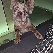 Guizmo a rejoint le concours — aidez-le/la à gagner de superbes lots ! dog, puppy, french_bulldog, merle, indoor, floor, couch, ear, paw, curious, pet, animal, canine, looking, closeup, young, domestic, household, tile_floor, furniture