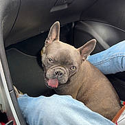 Ruby participe au concours pour gagner de l'argent avec cette photo : dog, french_bulldog, car_interior, jeans, floor, pet, tongue_out, black, brown, leather, plastic, seat, casual, cute, animal, companion, domestic, playful, indoor, transportation