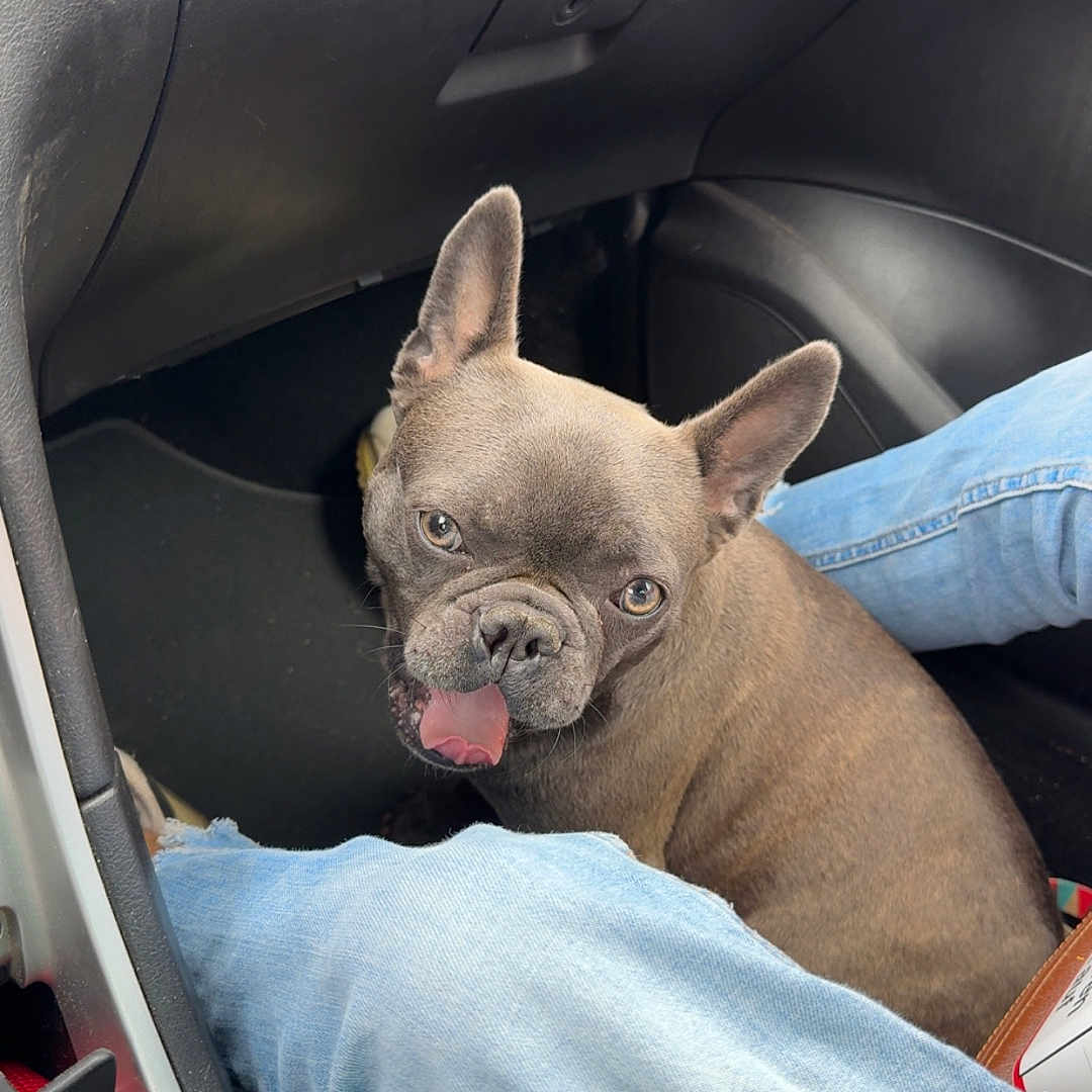 Ruby participe au concours pour gagner de l'argent avec cette photo : animal, black, brown, car_interior, casual, companion, cute, dog, domestic, floor, french_bulldog, indoor, jeans, leather, pet, plastic, playful, seat, tongue_out, transportation