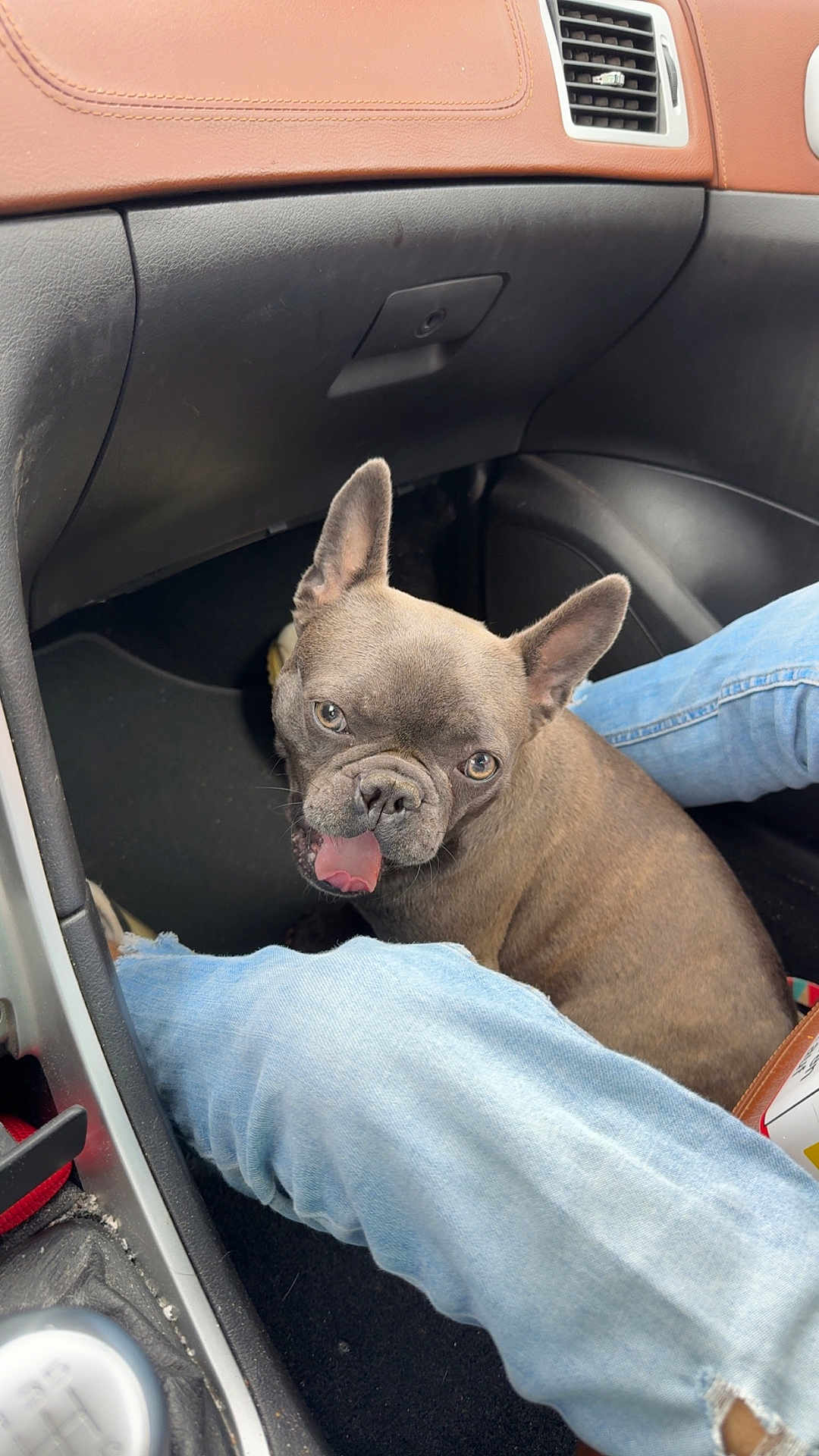 Ruby participe au concours pour gagner de l'argent avec cette photo : dog, french_bulldog, car_interior, jeans, floor, pet, tongue_out, black, brown, leather, plastic, seat, casual, cute, animal, companion, domestic, playful, indoor, transportation