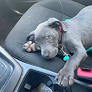 Kai joined the competition — help win amazing prizes! animal, bottle, car_door, car_interior, closeup, coins, collar, cute, dog, gray_fur, indoors, leash, paw, pet, plastic_bag, puppy, relaxed, seat, seatbelt, young_dog