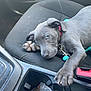 animal, bottle, car_door, car_interior, closeup, coins, collar, cute, dog, gray_fur, indoors, leash, paw, pet, plastic_bag, puppy, relaxed, seat, seatbelt, young_dog