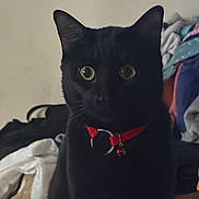 Miso is registered to the contest to win money with this photo: animal, bed, bell, black_cat, blanket, cat, close_up, colorful_fabric, feline, home, indoors, laundry, pet, pointed_ears, portrait, red_collar, sitting, staring, whiskers, yellow_eyes