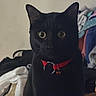 animal, bed, bell, black_cat, blanket, cat, close_up, colorful_fabric, feline, home, indoors, laundry, pet, pointed_ears, portrait, red_collar, sitting, staring, whiskers, yellow_eyes