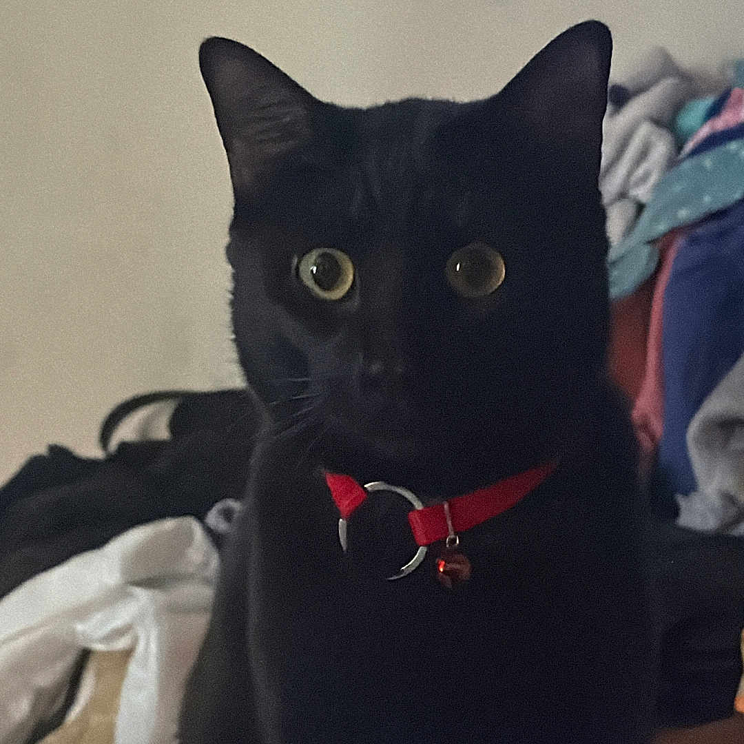Miso