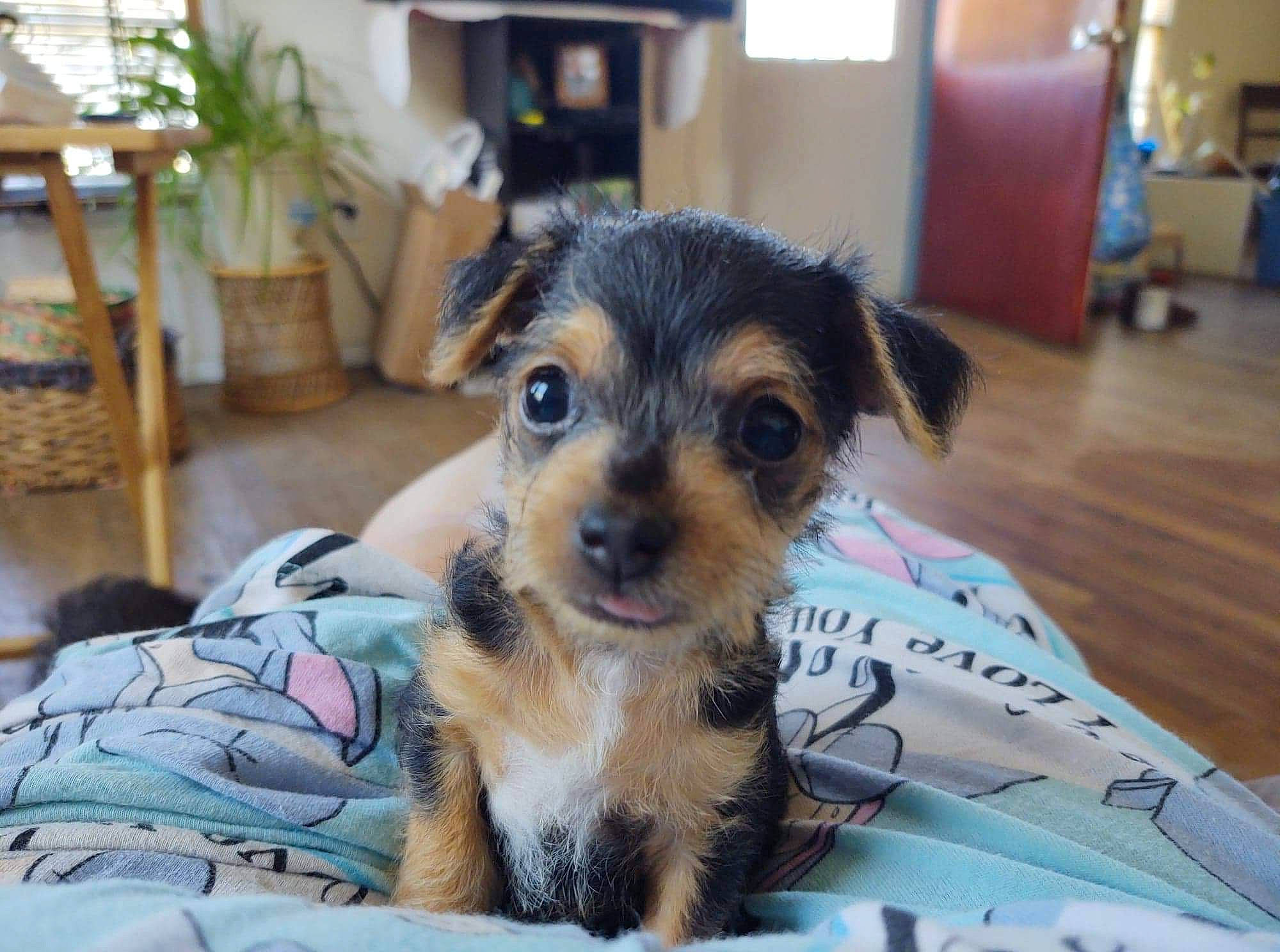 Pistol is registered to the contest to win money with this photo: australian_silky_terrier, border_terrier, canidae, carnivore, companion_dog, dog, dog_breed, mammal, morkie, norfolk_terrier, norwich_terrier, puppy, rare_breed_dog, small_terrier, snout, terrier, toy_dog, vertebrate, yorkipoo, yorkshire_terrier