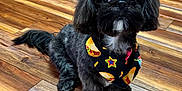 Maribel Santiago is registered to the contest to win money with this photo: dog, black_dog, bandana, taco_pattern, wooden_floor, indoor, pet, small_dog, cute, animal, flooring, fur, sitting, looking_up, adorable, domestic_animal, companion, house, home_interior, floor