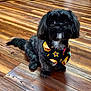 dog, black_dog, bandana, taco_pattern, wooden_floor, indoor, pet, small_dog, cute, animal, flooring, fur, sitting, looking_up, adorable, domestic_animal, companion, house, home_interior, floor