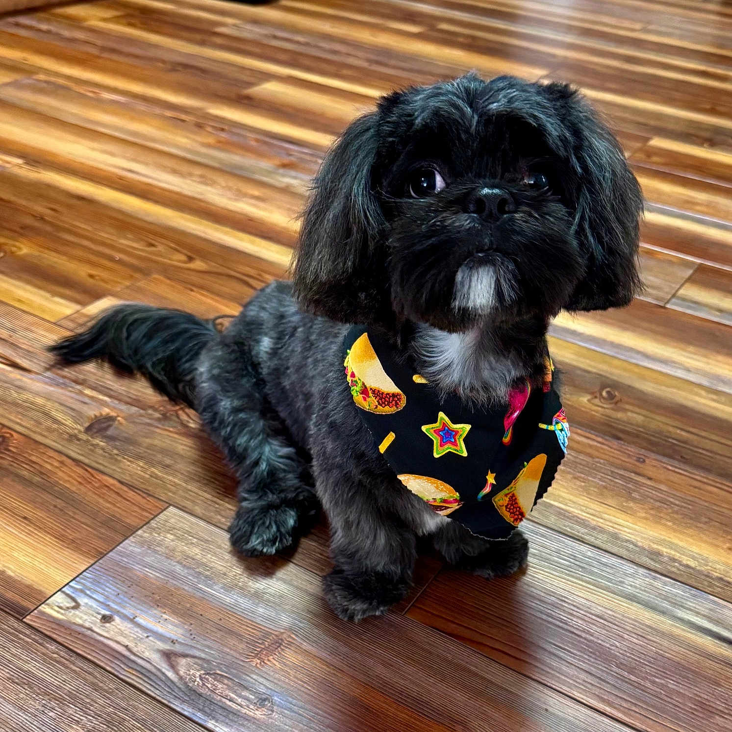 Maribel Santiago is registered to the contest to win money with this photo: adorable, animal, bandana, black_dog, companion, cute, dog, domestic_animal, floor, flooring, fur, home_interior, house, indoor, looking_up, pet, sitting, small_dog, taco_pattern, wooden_floor