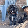 dog, black_dog, pet, bandana, sitting, porch, wooden_floor, outdoor, curious, fur, tail, face, ears, animal, cute, small_dog, colorful_accessory, brick_wall, plastic_chair, daylight