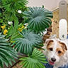 Popeye participe au concours pour gagner de l'argent avec cette photo : dog, plant, greenery, patio, mat, outdoor, pet, small_dog, fur, leaf, happy, tongue_out, floor, tile, container, flower, dog_face, nature, animal, domestic_animal