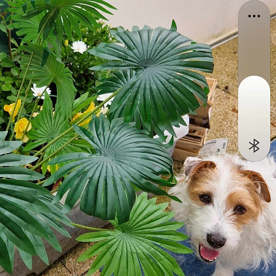 Popeye participe au concours pour gagner de l'argent avec cette photo : dog, plant, greenery, patio, mat, outdoor, pet, small_dog, fur, leaf, happy, tongue_out, floor, tile, container, flower, dog_face, nature, animal, domestic_animal