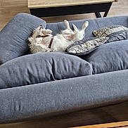 Popeye a rejoint le concours — aidez-le/la à gagner de superbes lots ! dog, couch, gray_couch, wooden_floor, coffee_table, plant, pillow, relaxed, pet, indoor, fur, white_dog, lying_down, paw, home, living_room, furniture, casual, resting, cozy