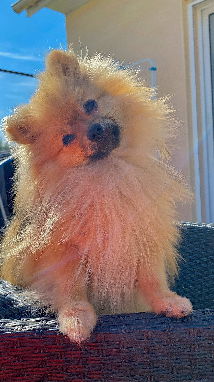 Taiwan participe au concours pour gagner de l'argent avec cette photo : canidae, carnivore, companion_dog, dog, dog_breed, fawn, fur, german_spitz, german_spitz_klein, maltepoo, non_sporting_group, pomeranian, small_terrier, snout, spitz, sporting_group, terrier, toy_dog, whiskers, working_animal