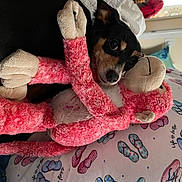 Poppy is registered to the contest to win money with this photo: art, carnivore, comfort, companion_dog, craft, creative_arts, dog, dog_breed, dog_supply, fawn, flooring, linens, magenta, pattern, pink, snout, stuffed_toy, toy, wool, working_animal