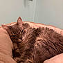 cat, gray_cat, fluffy, pet_bed, cozy, resting, sleepy, indoor, animal, feline, soft_texture, closeup, whiskers, ears, paw, fur, relaxed, cute, companion, domestic_animal