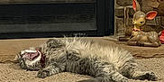 Maya joined the competition — help win amazing prizes! cat, carpet, fireplace, fire, stone_wall, decor, figurine, ceramic, animal, pet, indoor, cozy, yawning, relaxed, furniture, home, warm, fluffy, mammal, resting