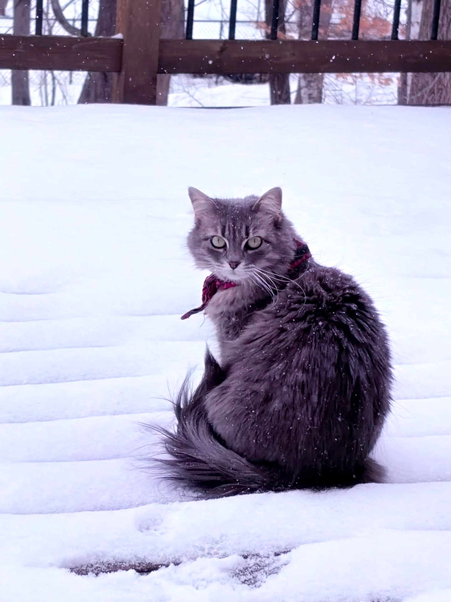 Maya is registered to the contest to win money with this photo: cat, gray_cat, snow, winter, outdoor, animal, pet, feline, fur, collar, curious, sitting, snowflakes, wooden_fence, nature, cold, quiet, back_turned, winter_day, peaceful