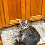 Maya is registered to the contest to win money with this photo: cat, grey_cat, fluffy, pet, indoor, mat, coffee_theme, wooden_cabinets, floor, curious, green_eyes, fur, tail, relaxed, animal, domestic, home, kitchen, lying_down, cute