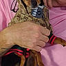 Chevy joined the competition — help win amazing prizes! dog, puppy, clothing, hoodie, pet, small_dog, tag, fashion, person, hand, pink_shirt, indoor, cute, animal, pet_accessory, holding, brown, black, sitting, portrait